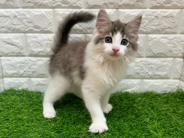 ノルウェージャンフォレストキャット
