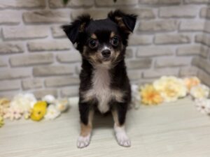 ③チワワ(ロング)　￥184,800(税込)