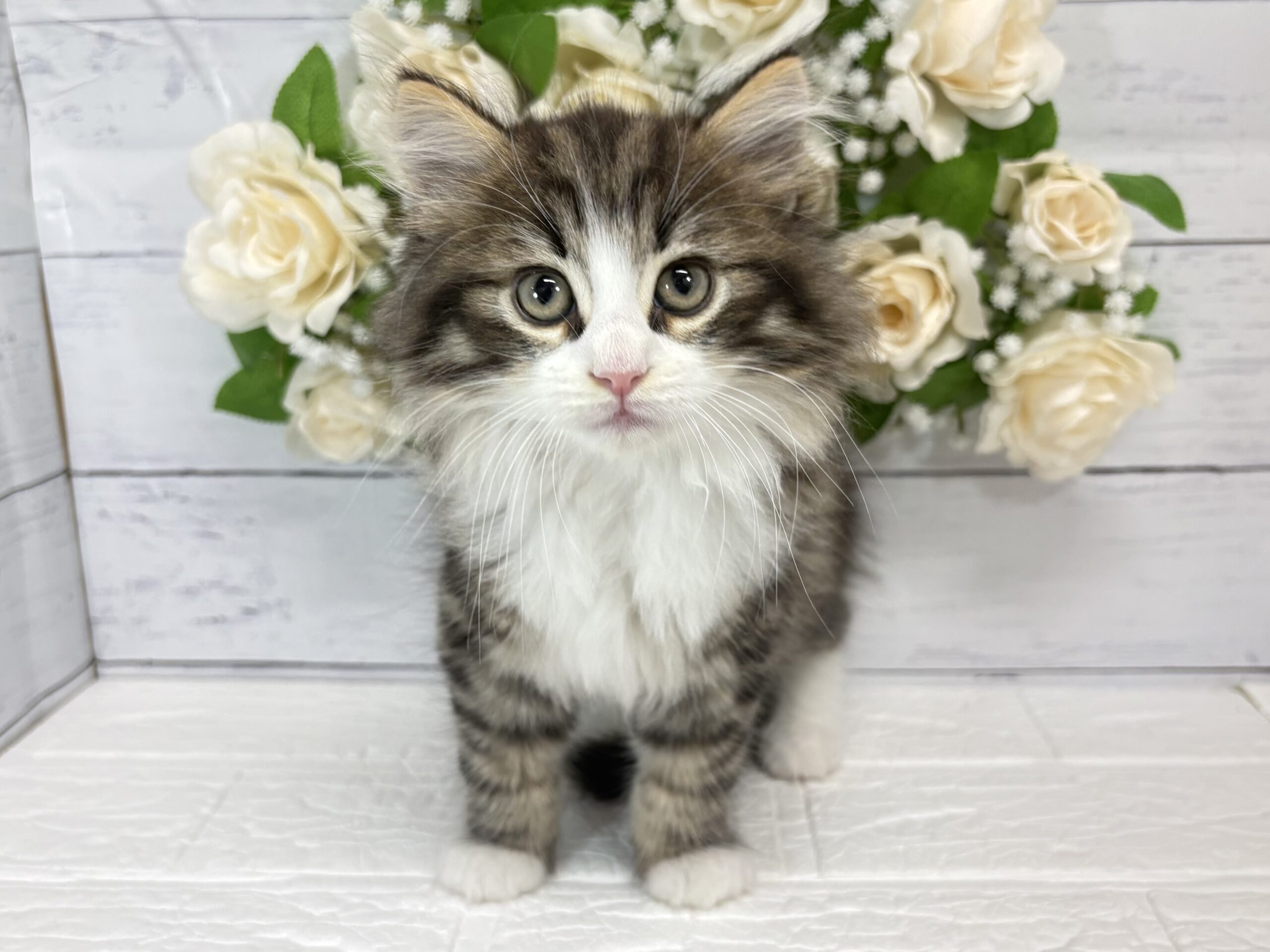 ノルウェージャンフォレストキャット