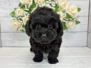 トイプードル￥262,900(税込)→10/25まで￥229,900(税込)