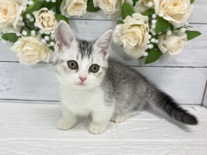 マンチカン(足短)¥229,900(税込)→10/25まで￥196,900(税込)