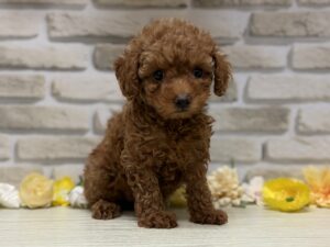 トイプードル　￥206,800(税込)