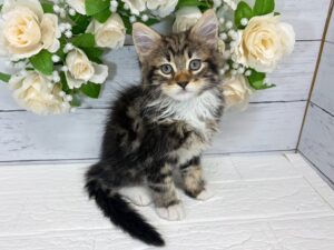 ノルウェージャンフォレストキャット￥328,900(税込)→10/25まで￥295,900(税込)
