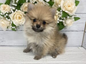 ポメラニアン￥240,900(税込)→10/25まで￥207,900(税込)