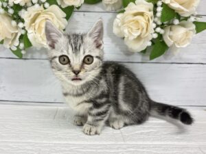 マンチカン(足短)¥251,900(税込)→10/25まで￥218,900(税込)