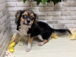 ⑤チワワ(ロング)　総額￥120,000(税込)