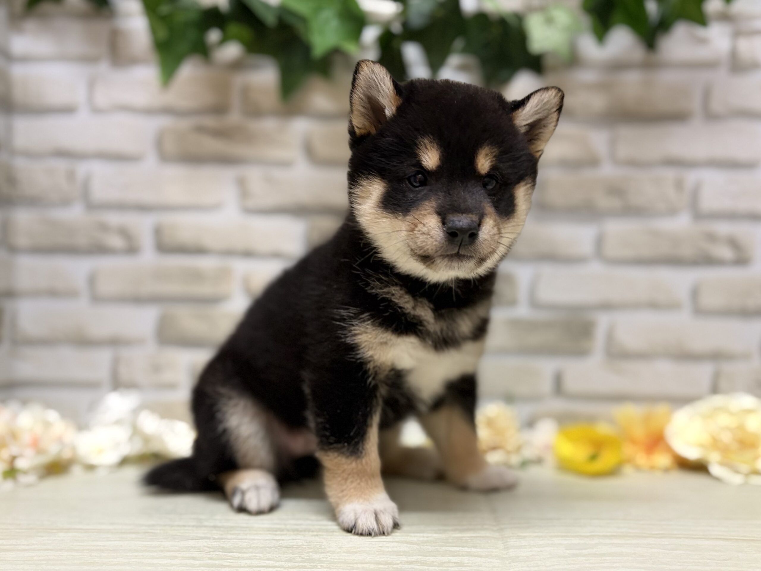 ⑥柴犬