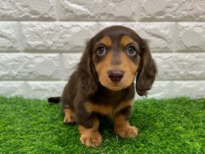 ミニチュアダックスフンド￥240,900(税込)→10/25まで10%引き￥216,810(税込)