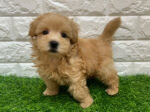 Mix(父マルチーズ×母トイプードル) ￥251,900(税込)→10/25まで10%引き￥226,710(税込)