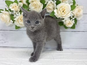 ロシアンブルー￥295,900(税込)→10/25まで￥262,900(税込)
